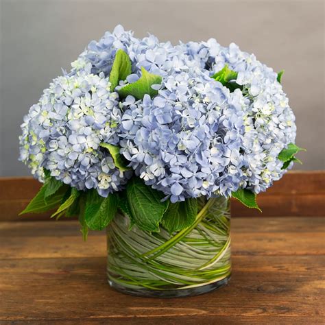 How to Grow and Maintain Magical Rhapsody Hydrangea